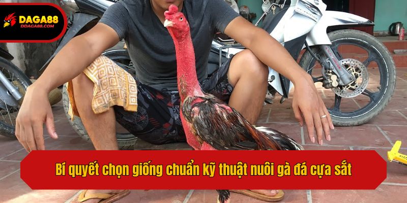 Bí quyết chọn giống chuẩn kỹ thuật nuôi gà đá cựa sắt