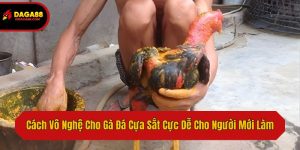 Cách Vô Nghệ Cho Gà Đá Cựa Sắt Cực Dễ Cho Người Mới Làm