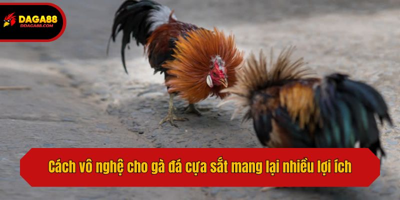 Cách vô nghệ cho gà đá cựa sắt mang lại nhiều lợi ích