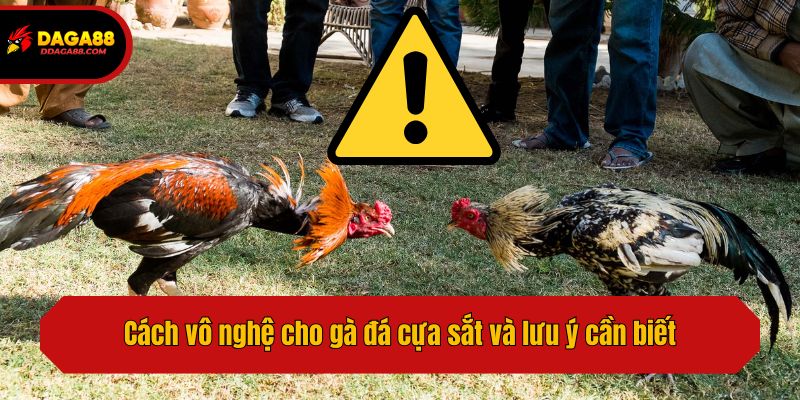 Cách vô nghệ cho gà đá cựa sắt và lưu ý cần biết