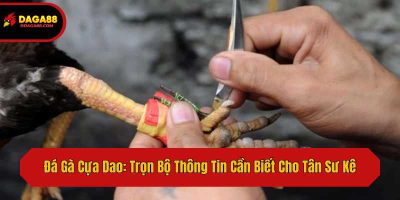 Đá Gà Cựa Dao: Trọn Bộ Thông Tin Cần Biết Cho Tân Sư Kê