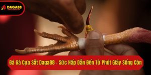 Đá Gà Cựa Sắt Daga88 - Sức Hấp Dẫn Đến Từ Phút Giây Sống Còn