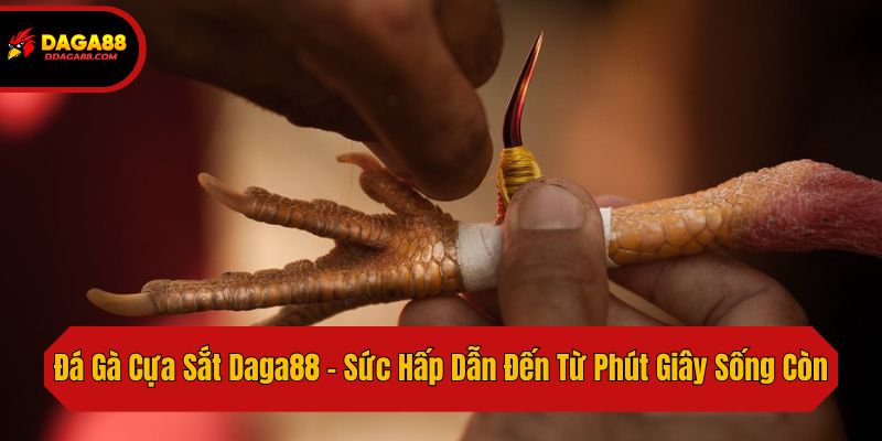 Đá Gà Cựa Sắt Daga88 - Sức Hấp Dẫn Đến Từ Phút Giây Sống Còn