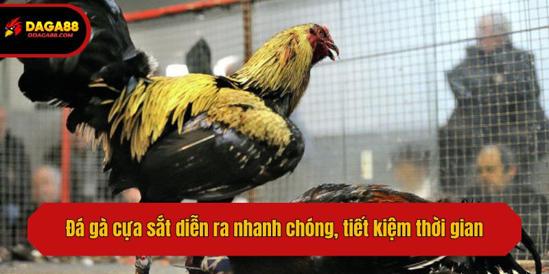 Đá gà cựa sắt diễn ra nhanh chóng, tiết kiệm thời gian