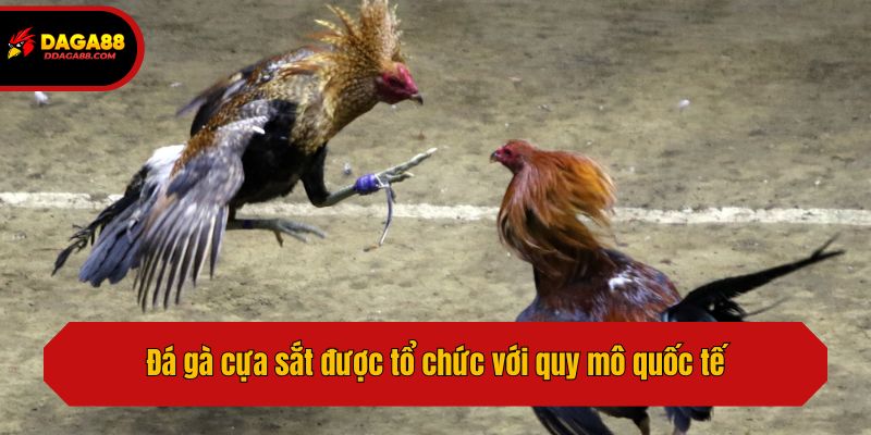 Đá gà cựa sắt được tổ chức với quy mô quốc tế