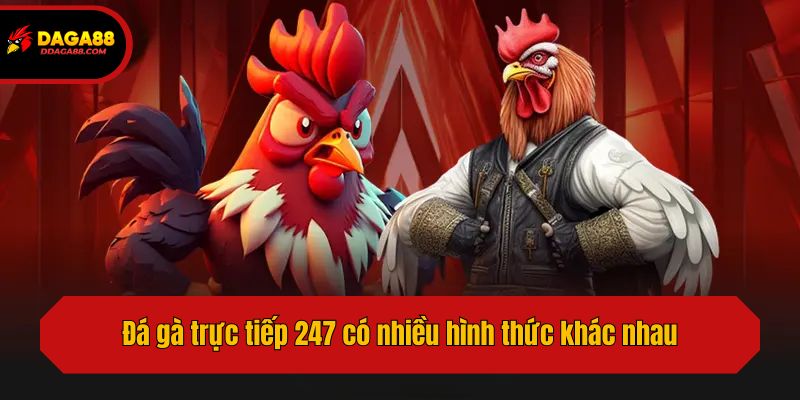 Đá gà trực tiếp 247 có nhiều hình thức khác nhau