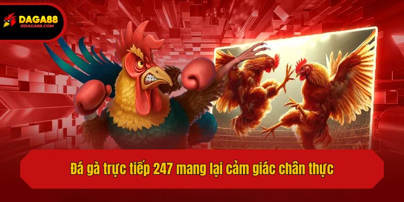 Đá gà trực tiếp 247 mang lại cảm giác chân thực