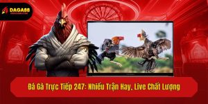 Đá Gà Trực Tiếp 247: Nhiều Trận Hay, Live Chất Lượng