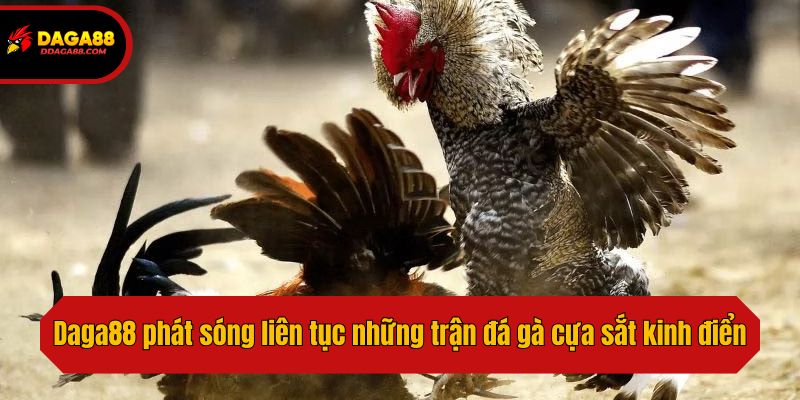 Daga88 phát sóng liên tục những trận đá gà cựa sắt kinh điển