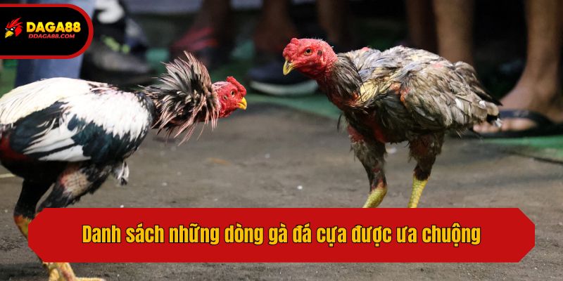 Danh sách những dòng gà đá cựa được ưa chuộng