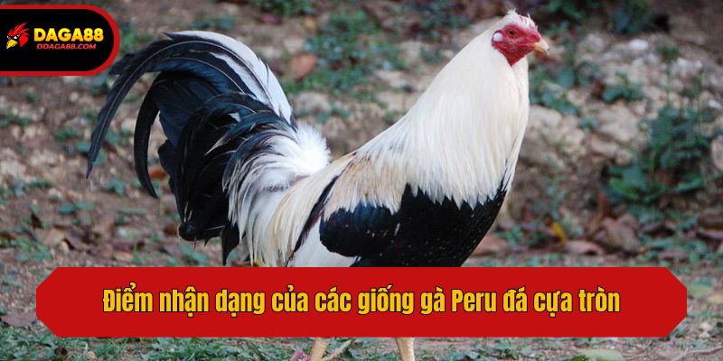 Điểm nhận dạng của các giống gà Peru đá cựa tròn