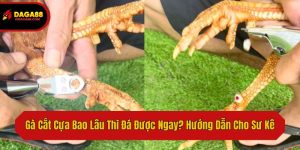 Gà Cắt Cựa Bao Lâu Thì Đá Được Ngay? Hướng Dẫn Cho Sư Kê