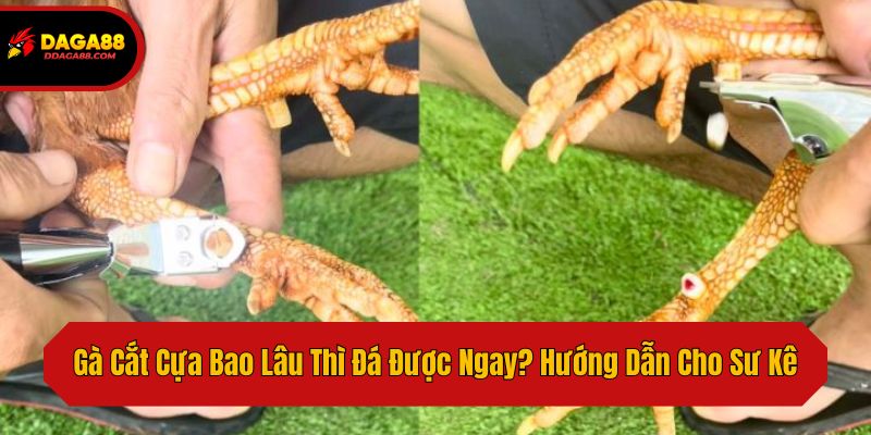 Gà Cắt Cựa Bao Lâu Thì Đá Được Ngay? Hướng Dẫn Cho Sư Kê