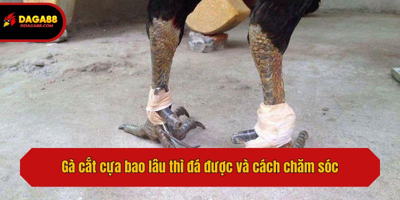 Gà cắt cựa bao lâu thì đá được và cách chăm sóc