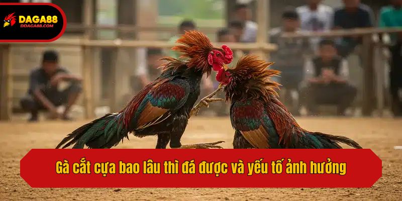 Gà cắt cựa bao lâu thì đá được và yếu tố ảnh hưởng