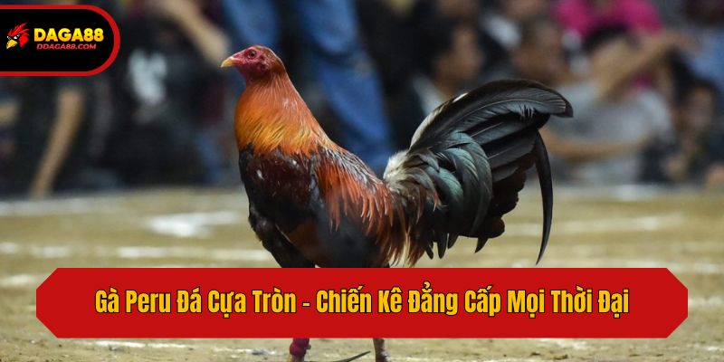 Gà Peru Đá Cựa Tròn - Chiến Kê Đẳng Cấp Mọi Thời Đại