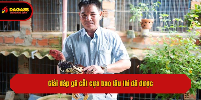 Giải đáp gà cắt cựa bao lâu thì đá được