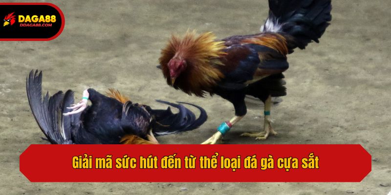Giải mã sức hút đến từ thể loại đá gà cựa sắt