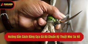 Hướng Dẫn Cách Băng Cựa Gà Đá Chuẩn Kỹ Thuật Như Sư Kê