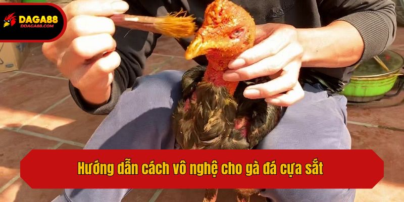 Hướng dẫn cách vô nghệ cho gà đá cựa sắt 