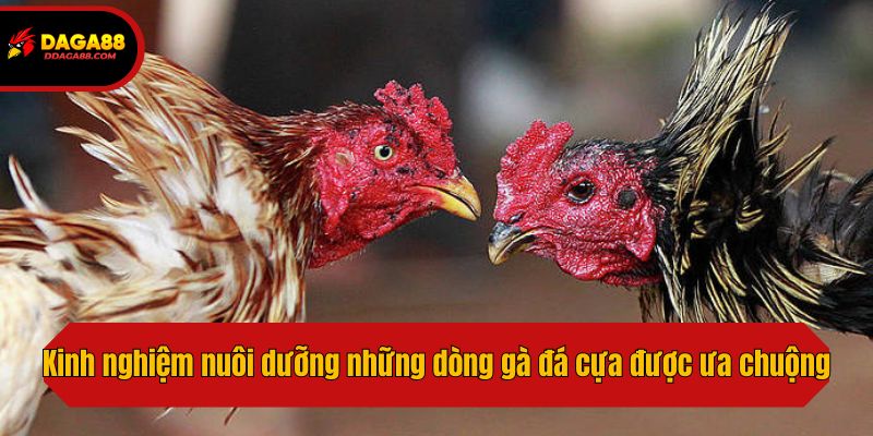 Kinh nghiệm nuôi dưỡng những dòng gà đá cựa được ưa chuộng