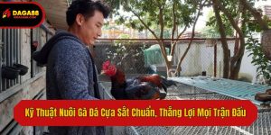 Kỹ Thuật Nuôi Gà Đá Cựa Sắt Chuẩn, Thắng Lợi Mọi Trận Đấu