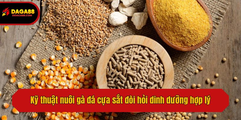 Kỹ thuật nuôi gà đá cựa sắt đòi hỏi dinh dưỡng hợp lý