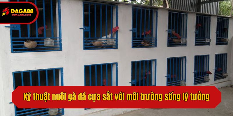 Kỹ thuật nuôi gà đá cựa sắt với môi trường sống lý tưởng