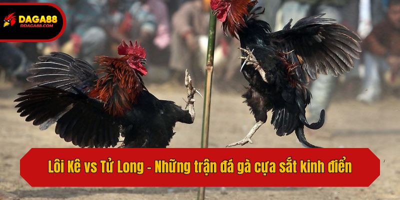 Lôi Kê vs Tử Long - Những trận đá gà cựa sắt kinh điển