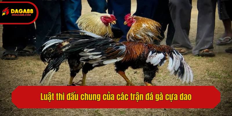 Luật thi đấu chung của các trận đá gà cựa dao