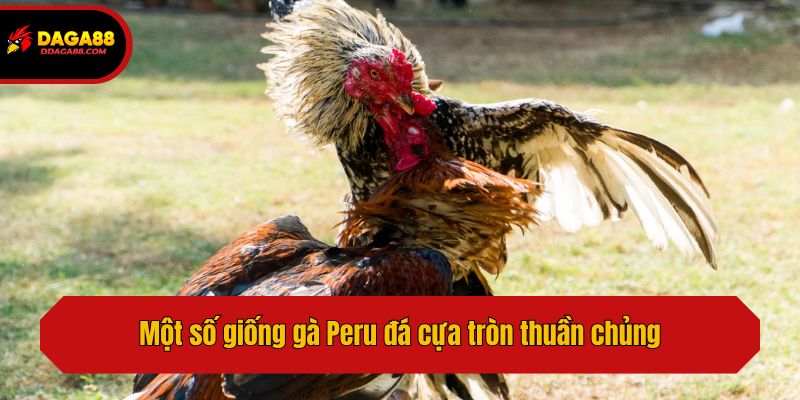 Một số giống gà Peru đá cựa tròn thuần chủng