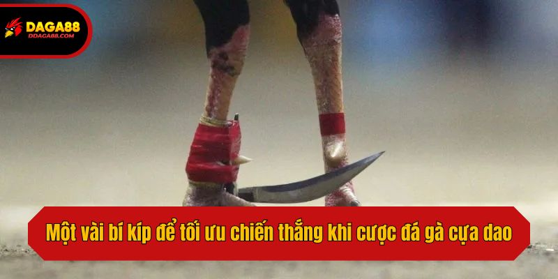 Một vài bí kíp để tối ưu chiến thắng khi cược đá gà cựa dao