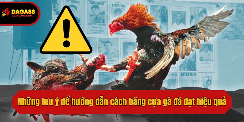 Những lưu ý để hướng dẫn cách băng cựa gà đá đạt hiệu quả