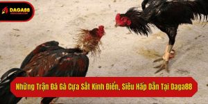 Những Trận Đá Gà Cựa Sắt Kinh Điển, Siêu Hấp Dẫn Tại Daga88