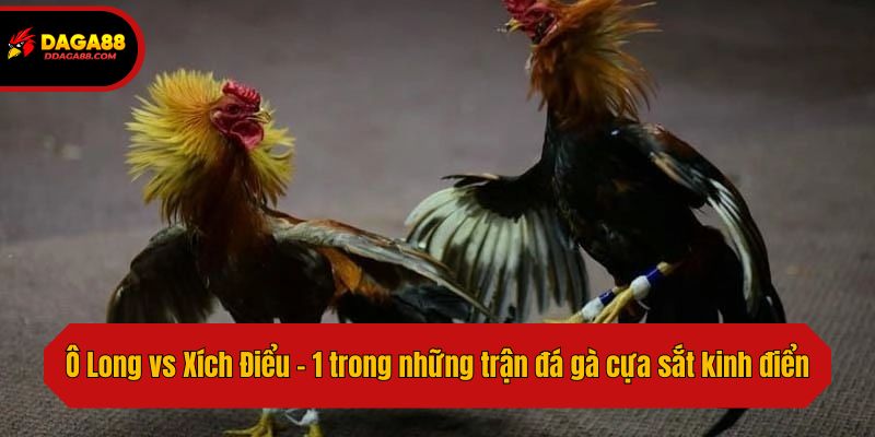 Ô Long vs Xích Điểu - 1 trong những trận đá gà cựa sắt kinh điển