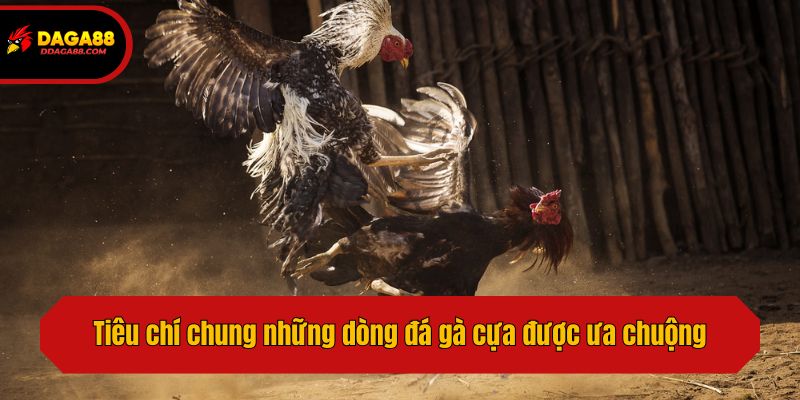 Tiêu chí chung những dòng đá gà cựa được ưa chuộng