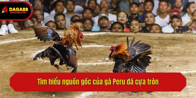 Tìm hiểu nguồn gốc của gà Peru đá cựa tròn