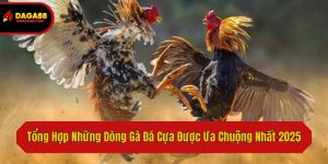 Tổng Hợp Những Dòng Gà Đá Cựa Được Ưa Chuộng Nhất 2025