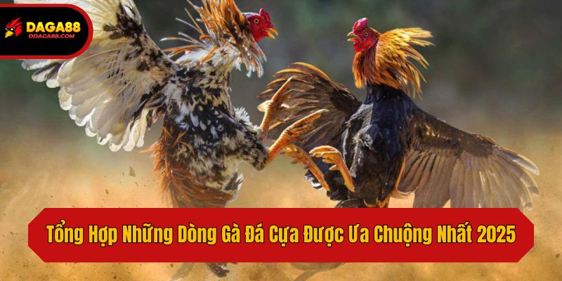 Tổng Hợp Những Dòng Gà Đá Cựa Được Ưa Chuộng Nhất 2025