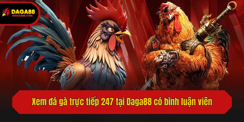 Xem đá gà trực tiếp 247 tại Daga88 có bình luận viên
